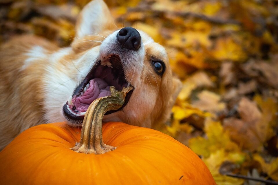 Welsh_Corgi_eating_pumpkin_pixabay