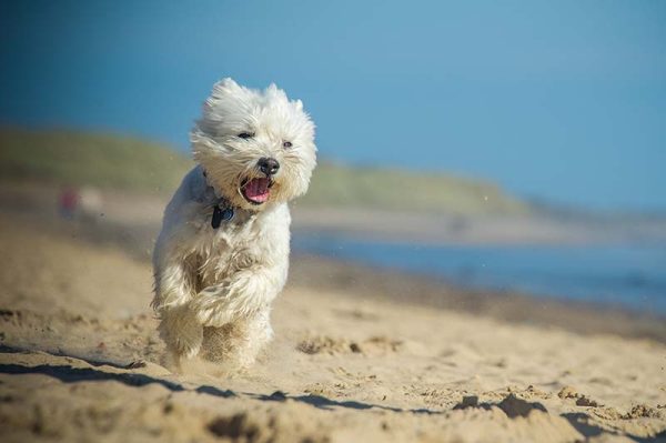 West Highland Terrier running on the beach