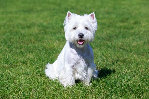 West Highland White Terrier dog on green grass