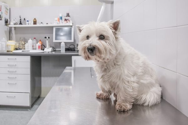 West Highland White Terrier waits in the vet's room to be examined