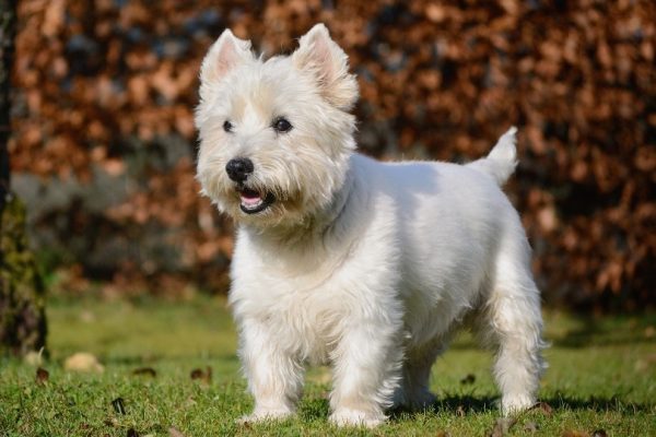 West Highland White Terrier