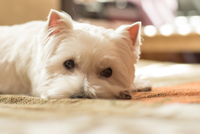 West highland white terrier dog sad