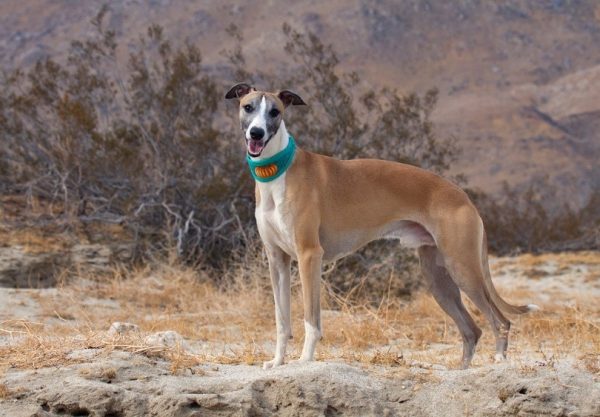 Whippet in the desert