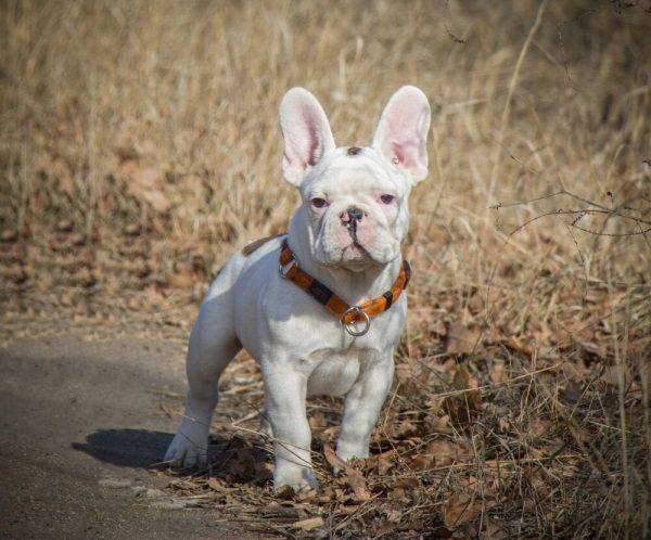 White French Bulldog