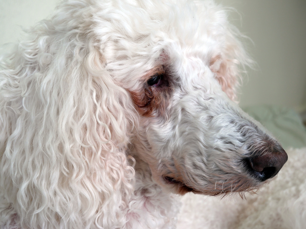White Poodle dog with Eye Allergy Discharge