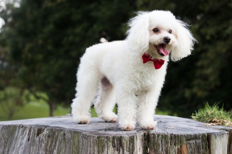 White Poodle_Pixabay