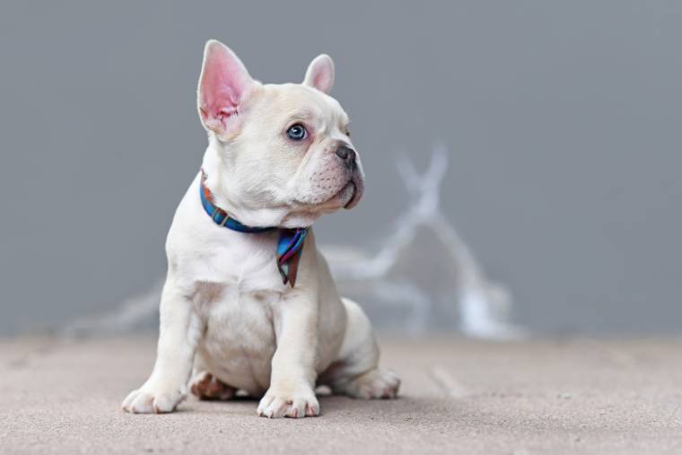 Sable French Bulldog