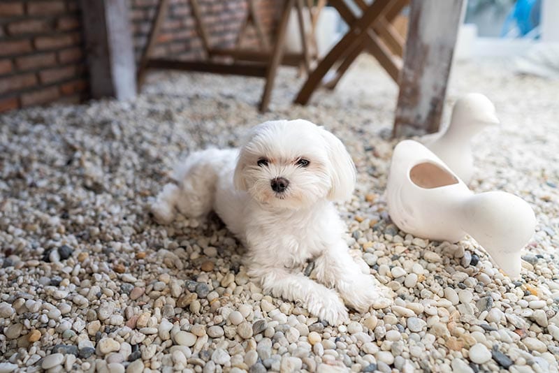 White Teacup Maltese
