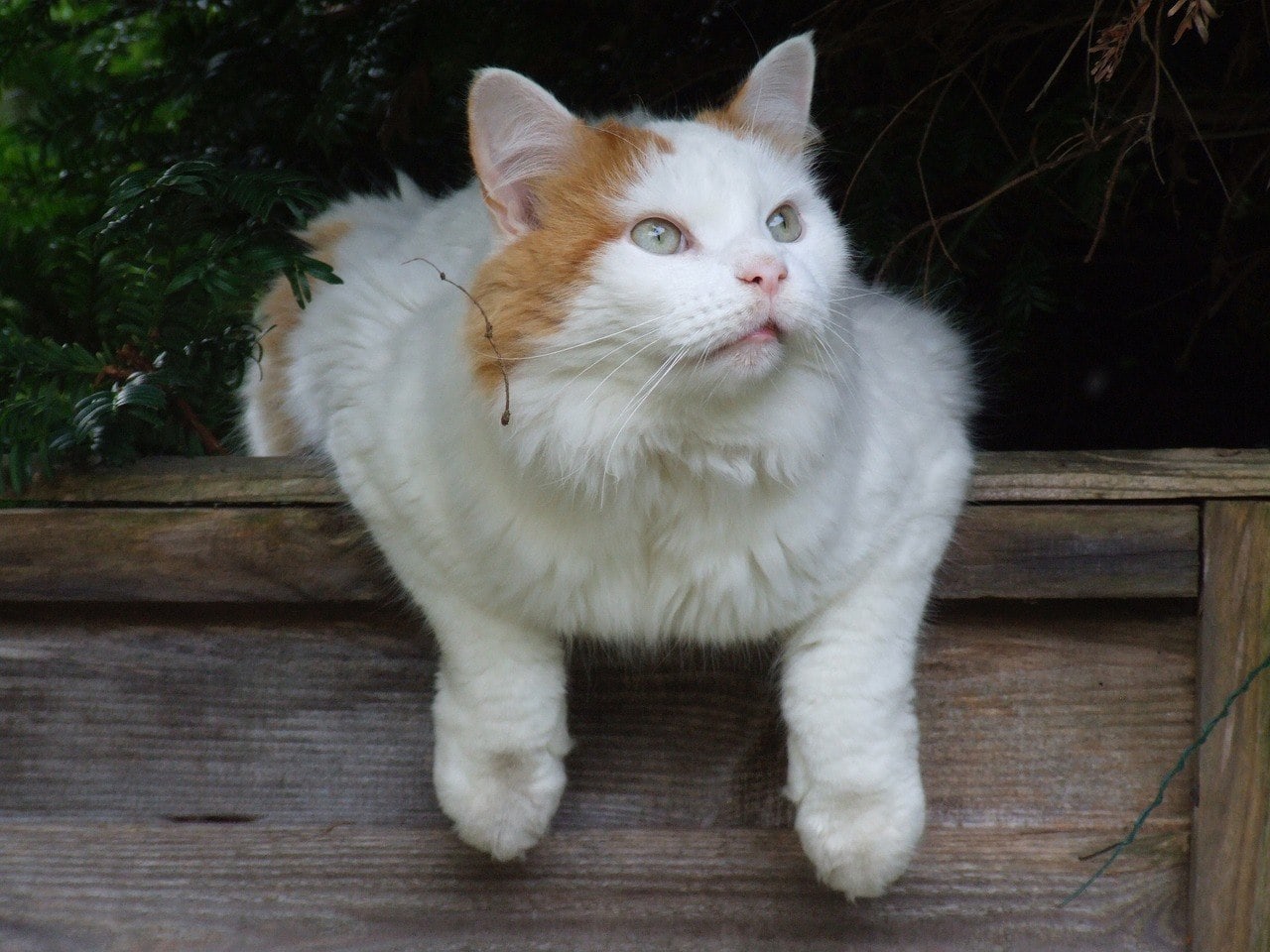 Turkish Van_Pixabay