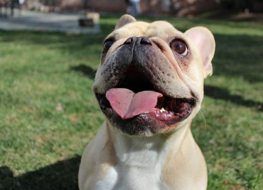 White and brown french bulldog
