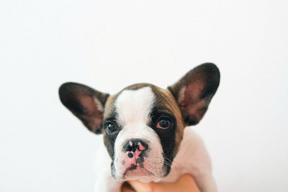 White and brown short coated dog