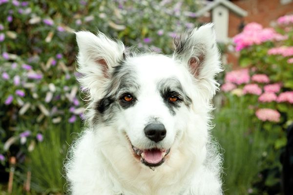 White border Collie