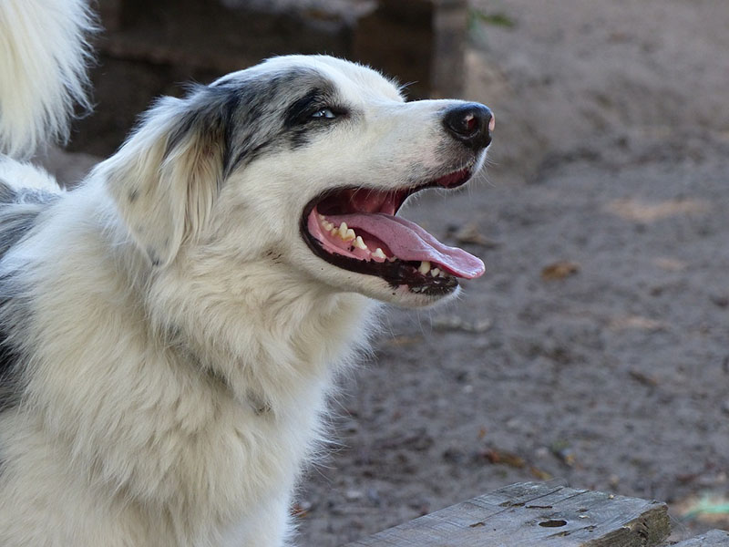 White border Collie