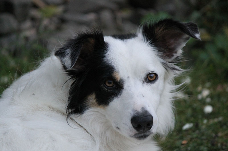 White border Collie