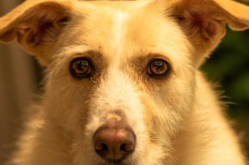 Dilated Pupils in Dogs 7 VetApproved Reasons & Prevention Tips Dogster