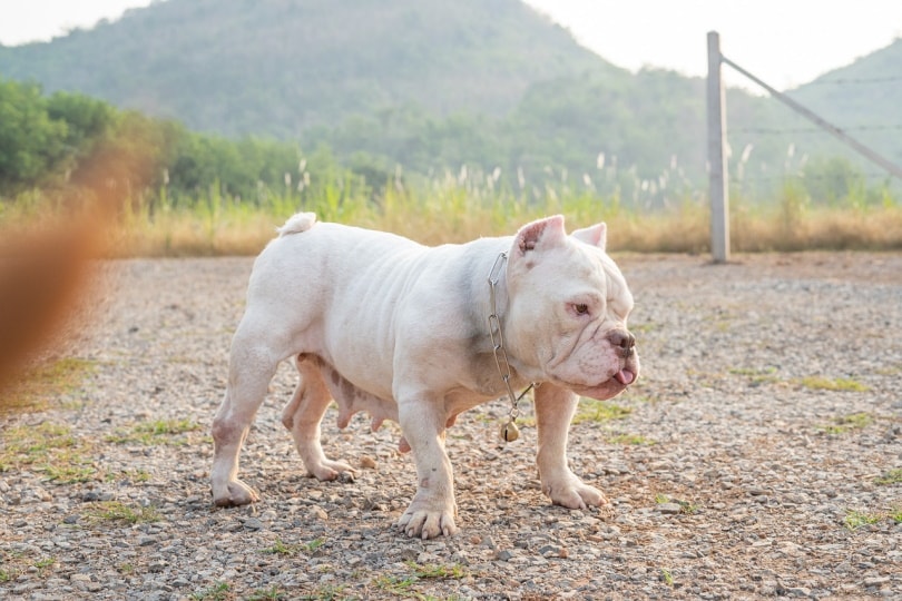 White female American Bully