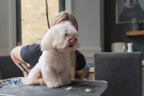 White Maltese with Wig haircut
