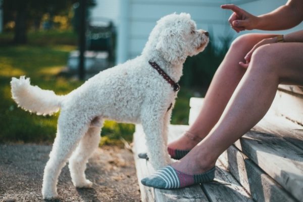 White poodle getting training