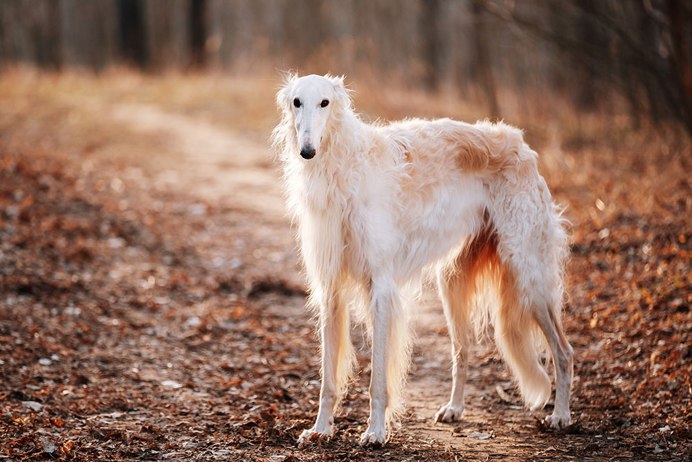 White russian borzoi dog