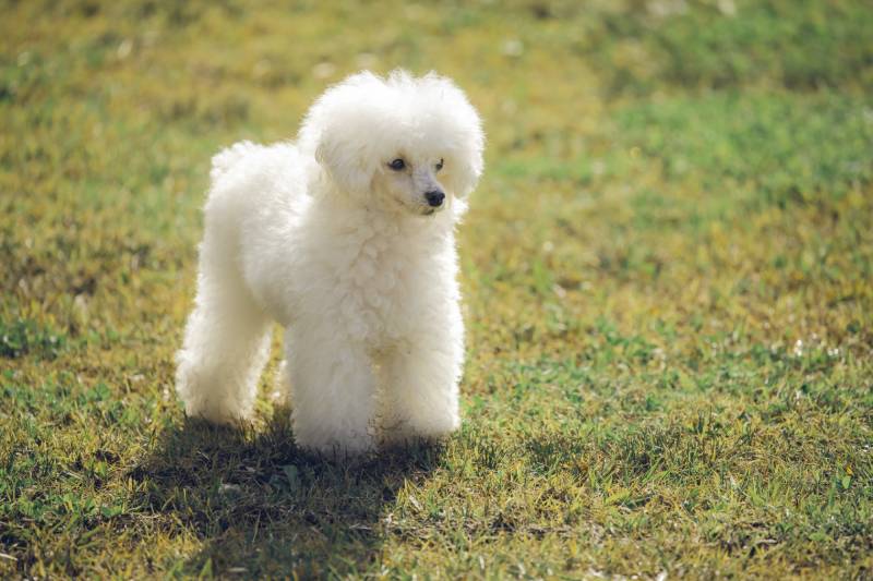 White toy poodle dog on grass at sunset