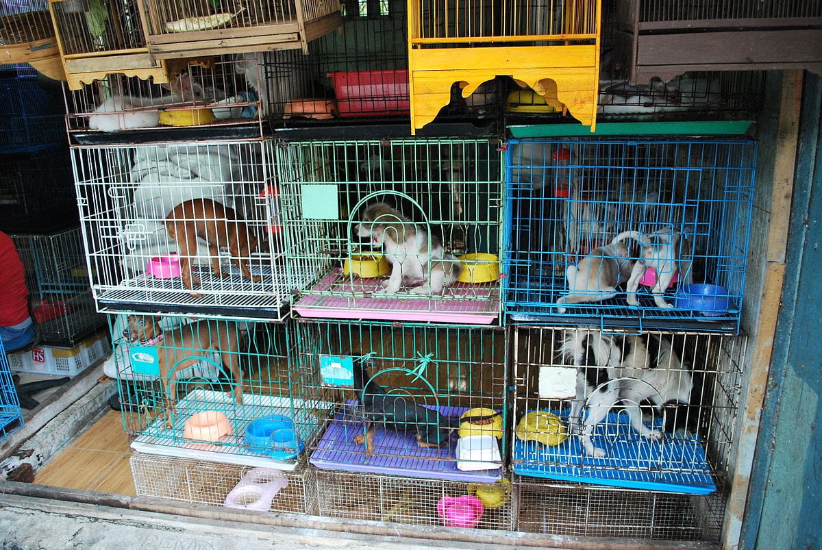 Wildlife trade - puppy mill