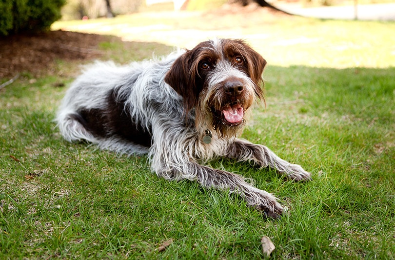 Wirehaired Pointing Griffons
