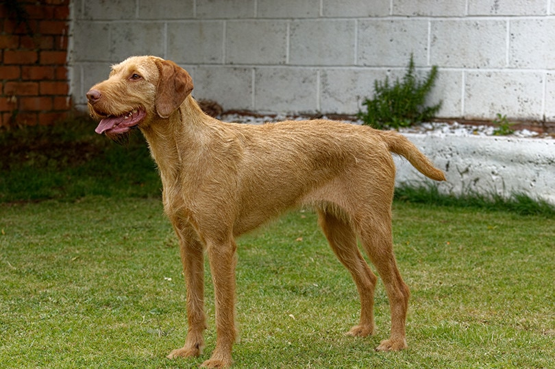 Wirehaired Vizsla