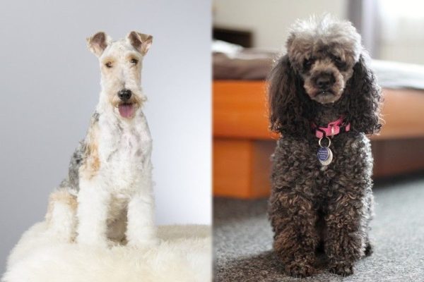 Wirehared Fox Terrier vs Poodle breed