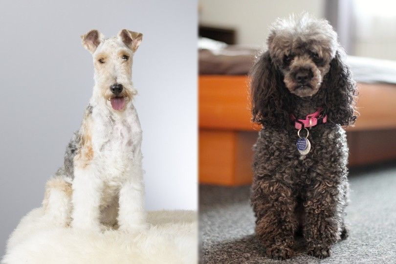 Wirehared Fox Terrier vs Poodle breed