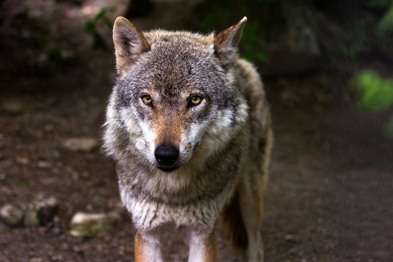 Wolf In The Forest