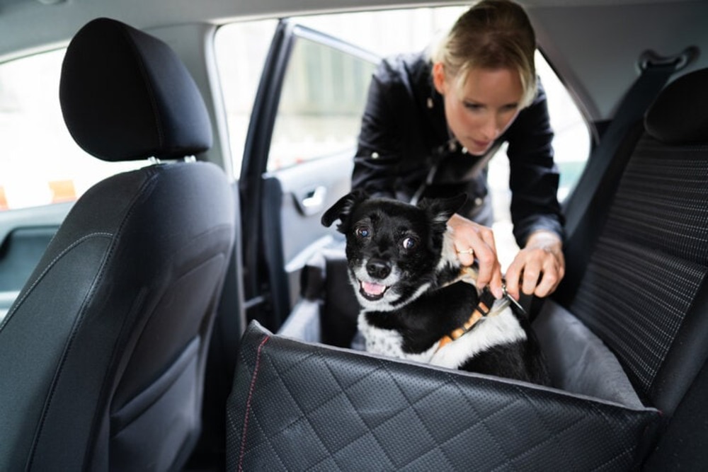 Woman-Fastening-Dog-In-Car-With-Safe-Belt-In-Seat-Booster