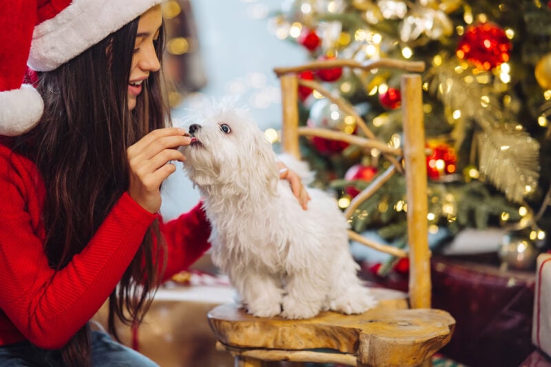 Woman giving treat to dog