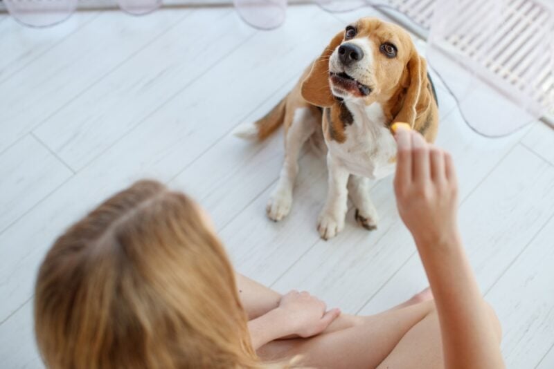 Woman giving treats to a beagle