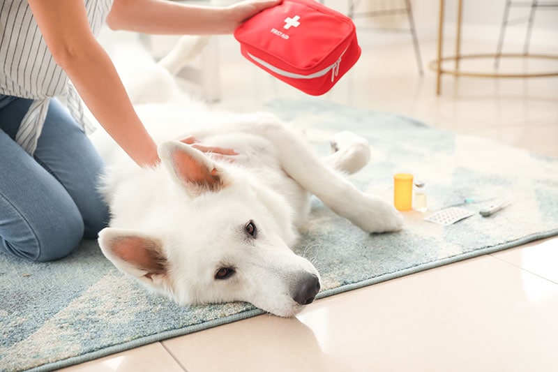 Woman with first aid kit and her white dog at home