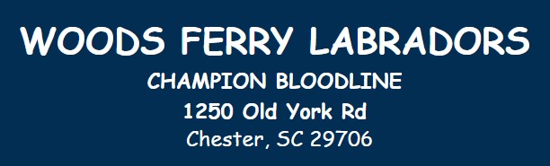 Woods Ferry Labradors