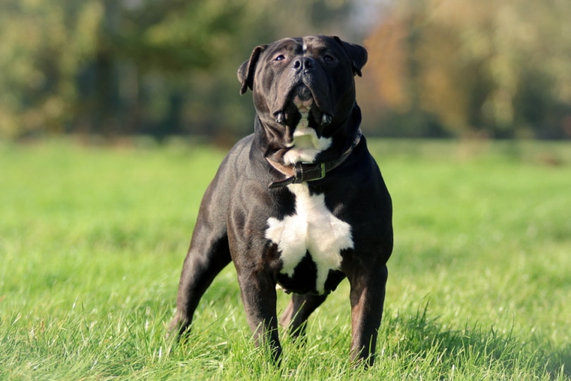 XXL American Bully standing