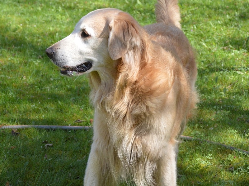 Yellow Flat Coated Retriever