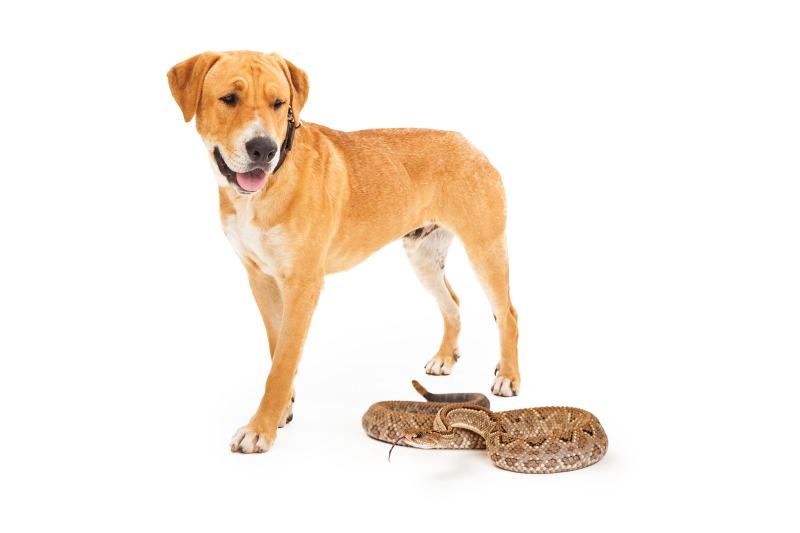 Yellow Labrador Retriever dog walking and looking down at a dangerous rattlesnake