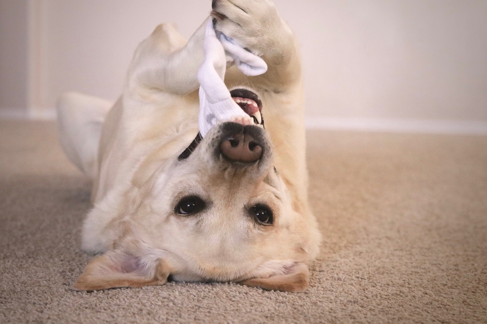 Yellow Labrador dog playing with sock