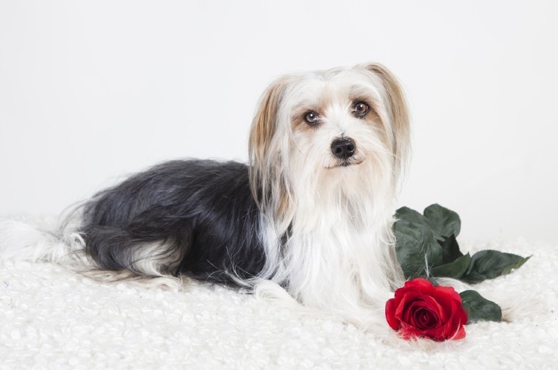 Yorkie-Apso_pfluegler-photo, Shutterstock