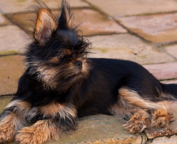 Yorkie-Pekingese-cross-puppy_jason-johnstone_shutterstock