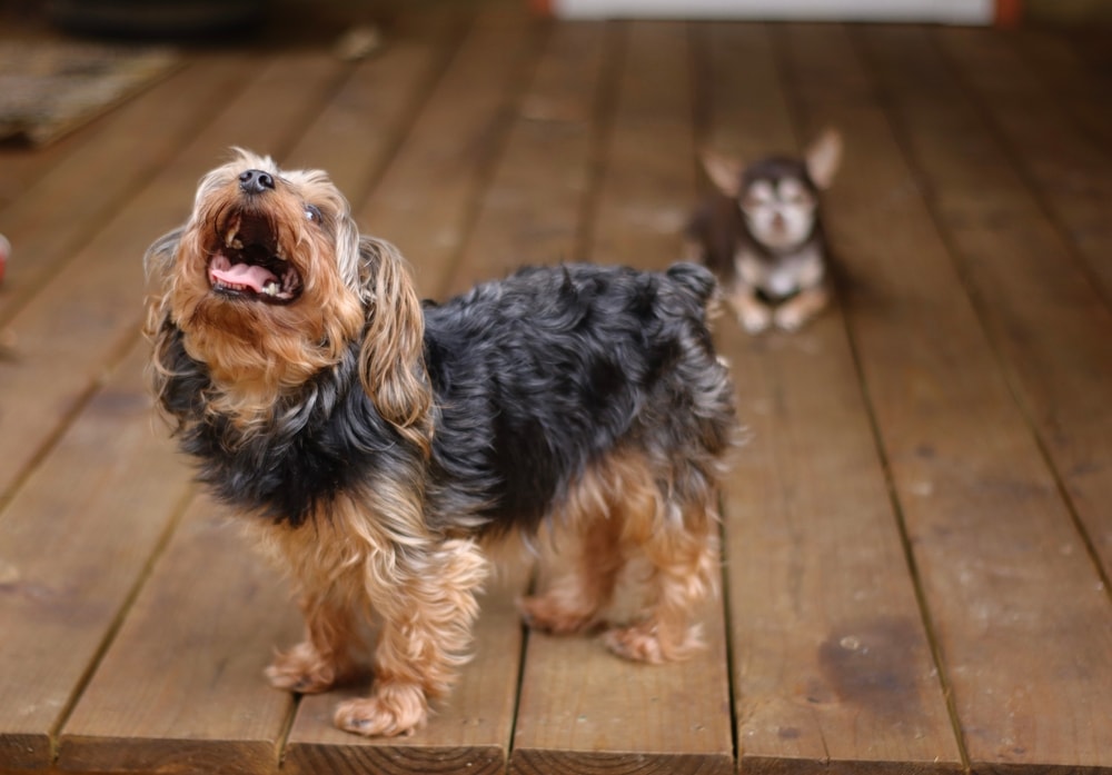 Yorkiepoo and Chihuahua