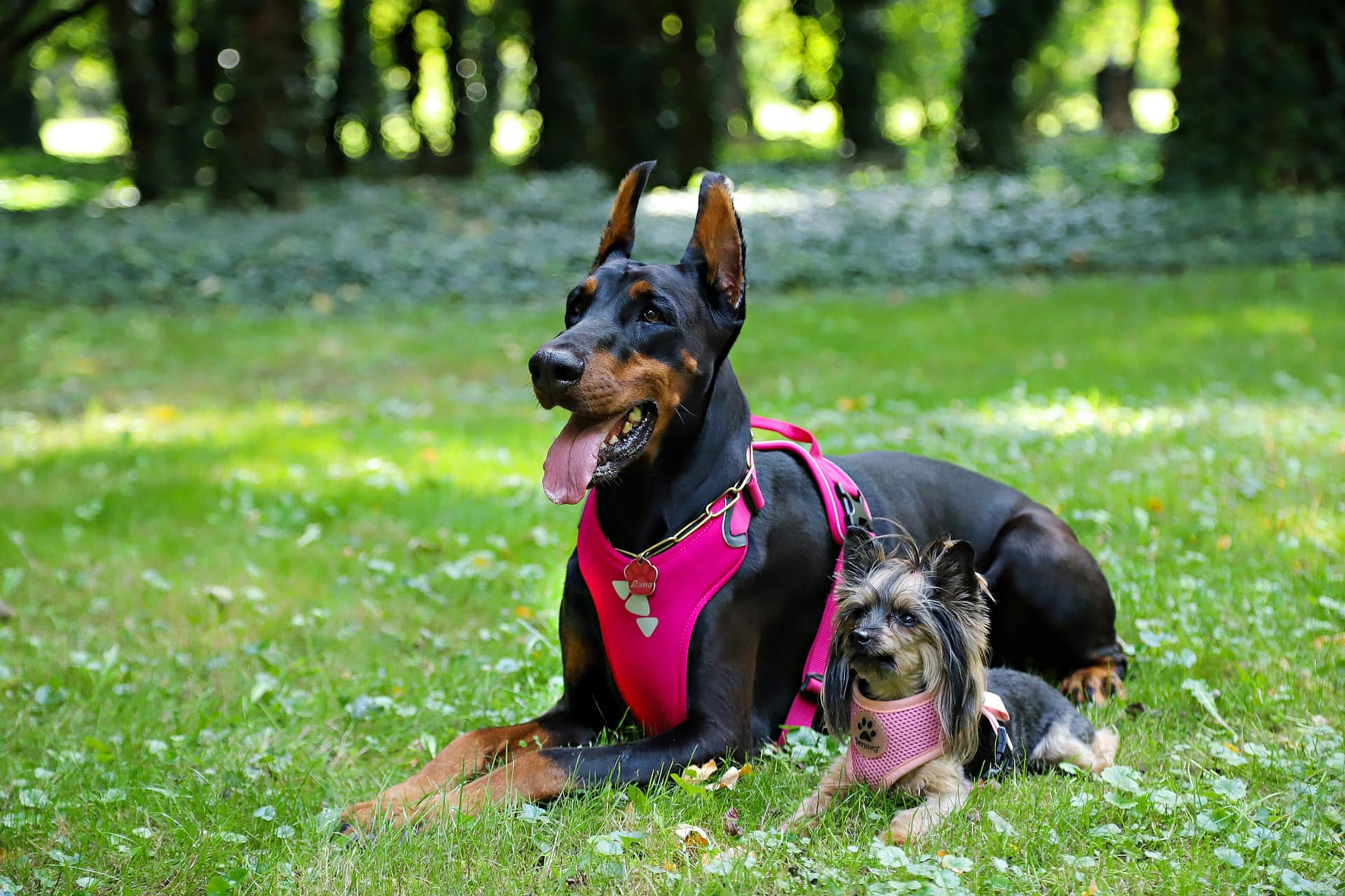 Yorkinese with other dog