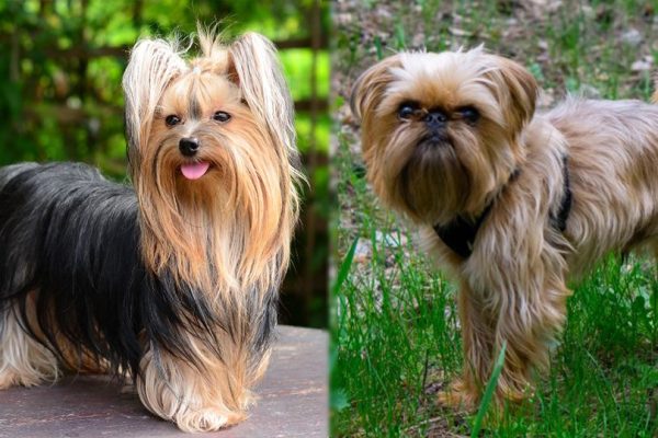 Yorkshire Terrier and Brussels Griffon