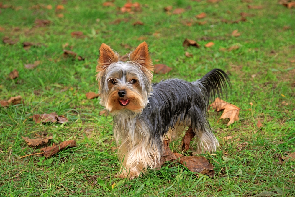 Yorkshire Terrier dog standing on the grass outdoors