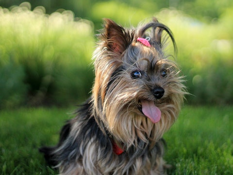 Yorkshire Terriers