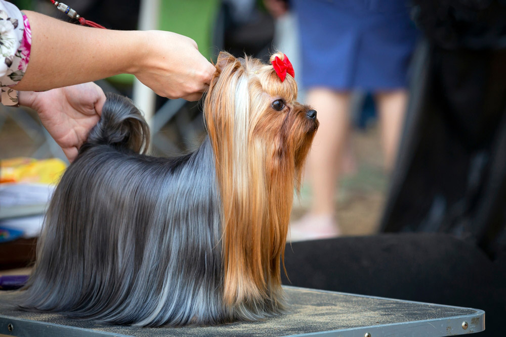 Yorkshire terrier at the dog show