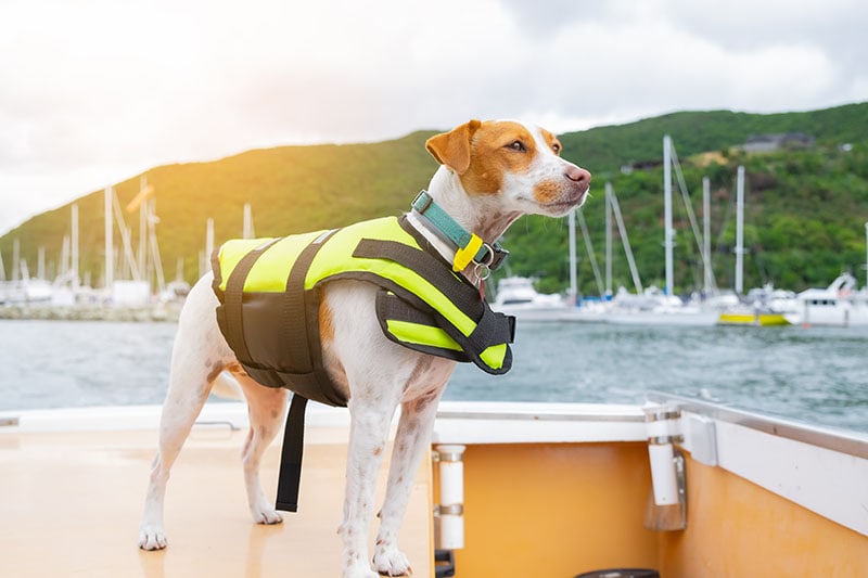 Young dog in life jacket standing in a a boat while sailing to the sea