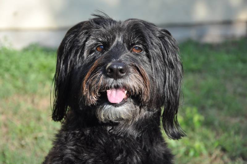 Young Aussiedoodle looking at camera