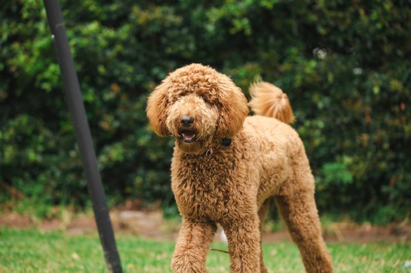 Young Groodle mixed-breed dog standing outdoors